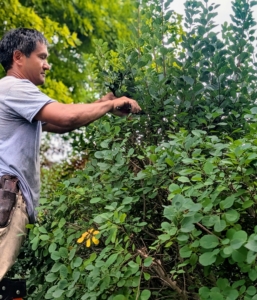 Pruning means to lop or cut off any superfluous branches or shoots for better-shape and better growth. These trees look fuller every year – in part because of the regular pruning.