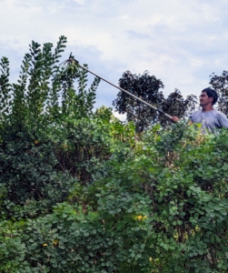 Here, a long handled pole pruner is used to remove harder to reach branches. Pasang takes these tall branches out to keep the tree's full shape.