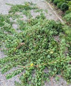 As the branches are cut, Pasang gathers them in one place, so they are easy to collect later and take to the compost yard.