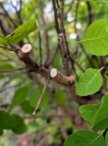 Pasang cuts off any dead or crisscrossing branches first. The rule of thumb when pruning is to cut the dead, diseased, damaged, non-productive, structurally unsound, or otherwise unwanted plant material.