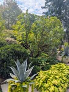 Pruning is crucial in preserving trees, retaining their form, and encouraging healthy growth.