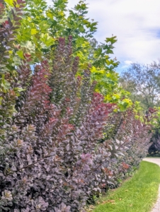 And these are some of the 100 royal purple smoke bushes I planted in the allée in my middle hay field. The London plane trees behind have also grown so much this year.