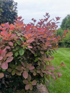 The smoke bushes around my pool have been pruned twice already this year. This is new growth just from the last several weeks.