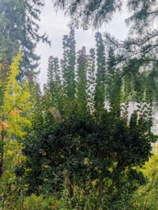 Cotinus prefer full sun and well-draining soil, but some varieties can tolerate dappled shade. We've also had a good amount of rain this year. Look how much this Cotinus has grown - it is one of several outside my Tenant House.