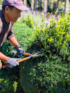 Phurba Sherpa is my resident boxwood pruning expert. He has been with me for many years – in fact, he helped plant these boxwood shrubs nine years ago.