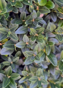 Buxus is a genus of about 70 species in the family Buxaceae. They are native to western and southern Europe, southwest, southern and eastern Asia, Africa, Madagascar, northernmost South America, Central America, Mexico, and the Caribbean. The leaves on boxwood branches are arranged opposite from each other, making pairs.