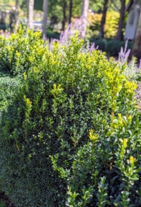 Today, they're thriving. Here, one can see the newest growth. The growth rate depends on the variety; however, for most varieties the growth rate is three to six inches per year. These needed a thorough grooming.