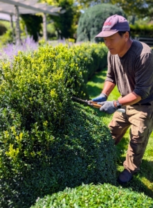 Everyone on my crew uses Japanese Okatsune shears specially made for trimming hedges. These shears are user friendly, and come in a range of sizes.