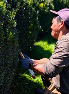 To groom the sides, Phurba holds the shears with his hands midway down the handles. This allows for the best control.