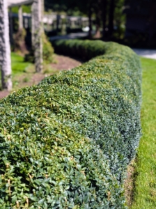 Here's one side of the pergola, pruned, groomed and raked - the boxwood looks so much better.