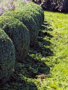 Once a large section is done, the entire space looks markedly different. Here are a few shrubs after trimming. The cuttings on the ground show how much was removed.