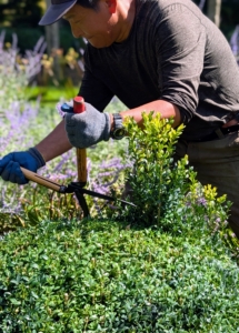 Here, close to the top, he changes his grip and holds the shears pointed down, using different muscles to cut.