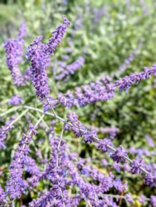 In the back bed, I also have Russian sage, growing, Perovskia atriplicifolia. This plant shows tall, airy, spike-like clusters that create a lavender-blue cloud of color above the finely textured, aromatic foliage. It is vigorous, hardy, heat-loving, drought-tolerant, and deer resistant.