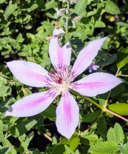 There are even a few clematis still showing off their blooms.