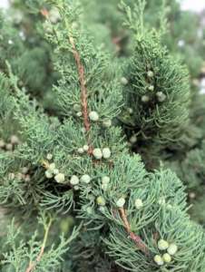 Leaves on the tree are soft, scale-like blueish-green or green sprays, growing compactly on their stems. Female trees produce berry-like cones.