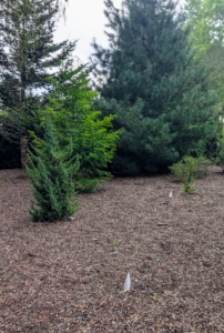 I decide where the trees will be placed and then markers or flags are put in the approximate planting positions. My gardeners also check each individual plant’s space and light needs and adjust accordingly.