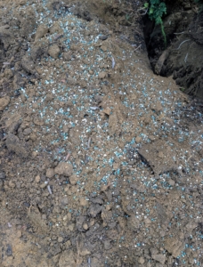 A generous amount is sprinkled into the hole and mixed with the existing wet soil. Remember what I always say, “if you are eating and drinking today, so should your plants.”