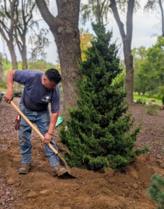 Arnold backfills the tree and tamps down to establish good contact between the root ball and the soil.