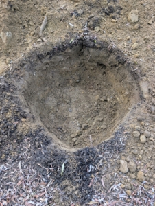First, all the holes are dug at least twice the size of the plant.