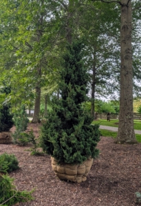 This is a very healthy juniper, Juniperus virginiana. Its upright growth habit and beautiful color make it a great addition to any garden. For my pinetum, I got six from nearby Hardscrabble Farms in Westchester County, New York.