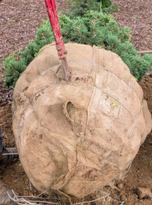 Arnold removes the protective wire or rope from the root ball. If left untouched, these wrapping materials could reduce the ability of a tree’s roots to grow out into the surrounding soil.