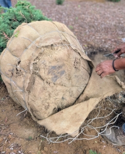 And then he removes the bottom of the burlap covering.
