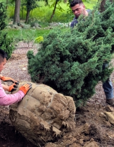 The tree is rotated on its root ball closer to the hole and then into it. When moving heavy trees, only hold it by the root ball and the base of the trunk – never by its branches, which could easily break.