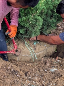 Once the tree is positioned where it should be - with its best side facing the carriage road - the rest of the wire cage is removed.