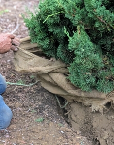 And the rest of the burlap is also pulled. Some leave wire and burlap in place; however, I prefer to remove everything, so there is nothing preventing root development.