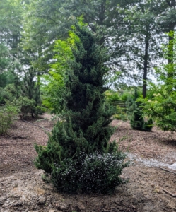 Finally, it is given a good drink. The soil is already wet from recent storms, but it is always a good idea to give newly transplanted specimens water once in the ground.