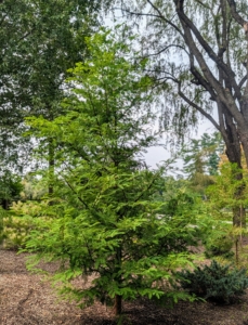 The dawn redwood has feathery, fine-textured needles that are opposite each other and approximately a half-inch long. Don’t confuse them with the bald cypress needles, which grow alternately. These dawn redwood needles will turn shades of red and brown before falling – it is one of the few deciduous conifers.