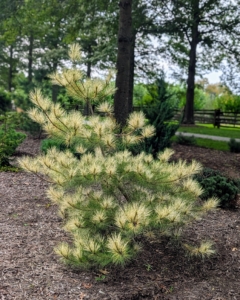 Other interesting plants in this pinetum include this Burke’s Variegated Red Japanese Pine, Pinus densiflora, a multi-stemmed evergreen with a distinctive and refined pyramidal form. It features striking wide, horizontal, creamy yellow bands on each needle, which are visible year-round on rough branches.