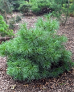This is a dwarf pine tree. If you’re not sure how to tell some of these popular trees apart, here are some key tips: pines have needles that are arranged and attached to the branches in clusters. Spruce and fir trees have needles attached individually to the branches.