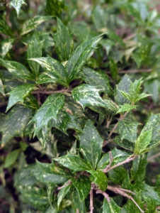 This is a variegated false holly, a tree-form version of the Goshiki Osmanthus. It is a well-loved specimen for its radiant, variegated, holly-like leaves of creamy white, yellow, and dark mint green.