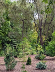 I add more specimens to this collection every year – some are very rare and slow growing, but I love the variety of plantings I’ve amassed. I'm looking forward to watching this garden mature. I hope this inspires you to try planting more unusual plants that can add both texture and color to your garden.