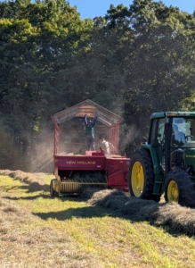 The tractor rides to one side of the windrow while the baler passes directly over it to collect the hay.