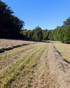 Once several rows of windrows are made, the hay baling can begin!