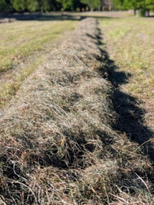 My fields are all planted with a mixture of timothy, orchard grass, Kentucky bluegrass, ryegrass, and clover. This is a well-shaped windrow.