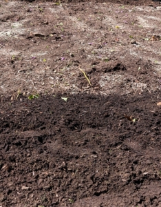 Here, one can see the tilled dark, rich soil. In the foreground is nutrient-rich soil that has been tilled. In the back is soil that Phurba still has to go over.