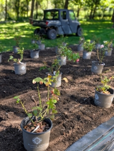 Every row is checked multiple times from every angle before any plant is removed from its pot.