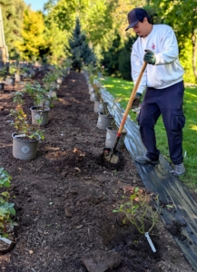 Nearly 100 roses will be planted here when complete. Matthew begins digging the holes under each pot.