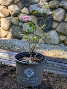 These roses are from Star Roses and Plants, a company of brands that focuses on breeding and introducing specimens offering longer-lasting, disease resistant blooms. They came to me as bare-roots and have developed nicely over the last year. Some of the varieties choses for this garden are 'Raspberry Cupcake,' 'Bolero,' 'Apricot Candy,' 'Ball Gown Romantica,' 'Beverly,' 'Coco Loco,' 'Top Cream,' 'Sunbelt Savannah,' 'Princesse Charlene de Monaco,' 'Francis Meilland,' and 'Liv Tyler.' Around the garden, I wanted my rose, the Martha Stewart Hybrid Tea Rose, which when in bloom shows off more than 100 lush pink to apricot petals and a citrus-honeysuckle scent.
