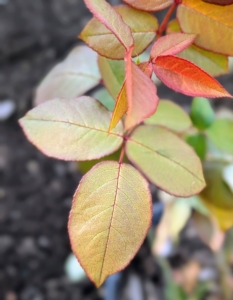 Rose leaves are borne alternately on the stem. In most species, they are about two to five inches long, pinnate, with at least three leaflets and basal stipules. The leaflets also usually have a serrated margin. and remember, rose stems are often armed with sharp prickles, not thorns. A prickle can be easily broken off the plant because it is really a feature of the outer layers rather than part of the wood, like a thorn.