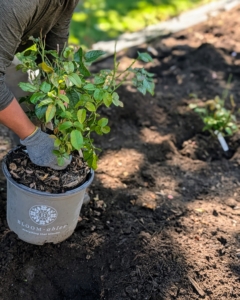 Phurba carefully removes a rose from its pot. Do this slowly, especially if the root ball is moist and crumbling.
