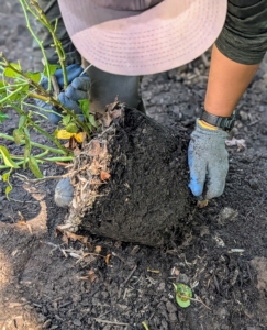 And then he teases the roots slightly to stimulate growth.