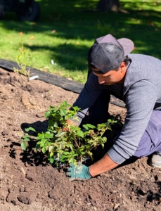 Phurba is sure to bury each rose to the same depth it was in the pot. The bud union should be at or slightly below the soil surface.