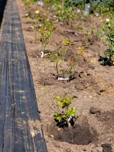 The roses are placed in their designated holes before backfilling - just in case more adjustments are needed.