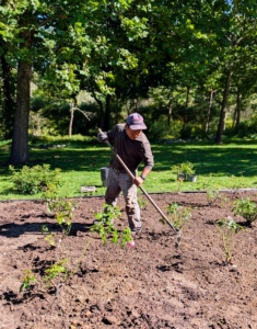 Once the area is planted, the surrounding soil is raked evenly and neatly with a hard rake and then everything is given a good watering.