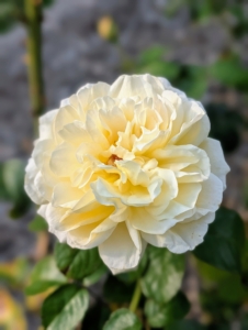 Roses come in many different colors, such as creamy yellow, pink, peach, white, red, magenta, copper, vermilion, purple, and apricot.