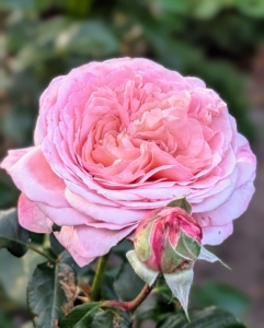 My rose has large pink blooms, dark green foliage, and a most wonderful and sweet fragrance. When in peak bloom, it shows off more than 100 lush pink to apricot petals and a citrus-honeysuckle scent.